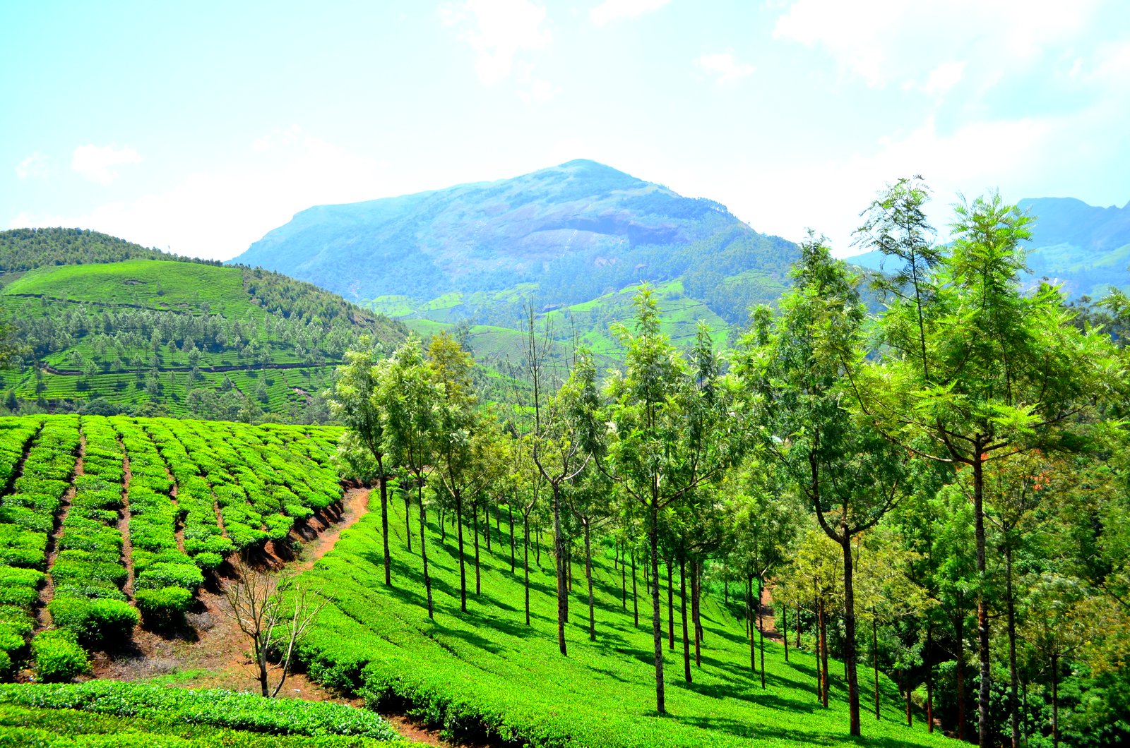 Day 02: Munnar - Local Sightseeing (Approx. 40-45 km / 3-4 hrs)